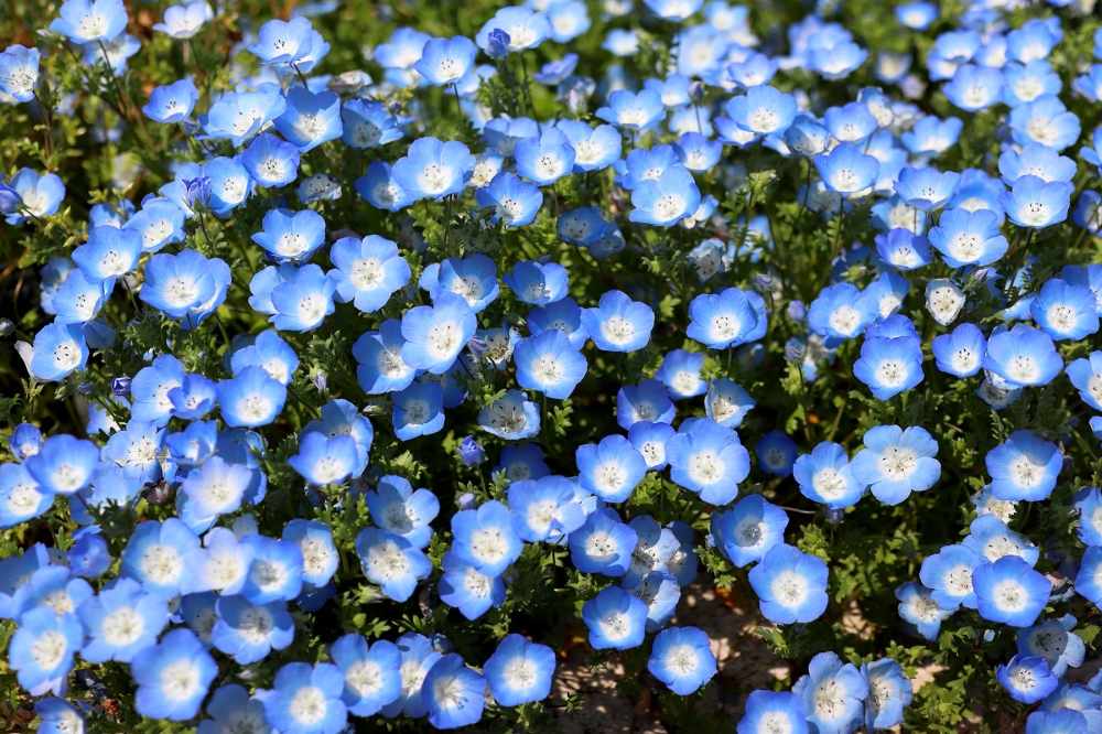明石海峡公園3