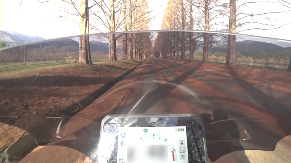 メタセコイア並木