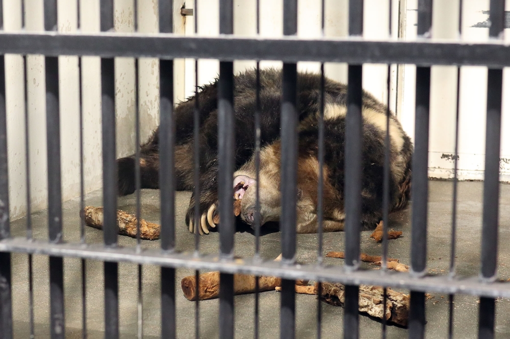 チベットヒグマ