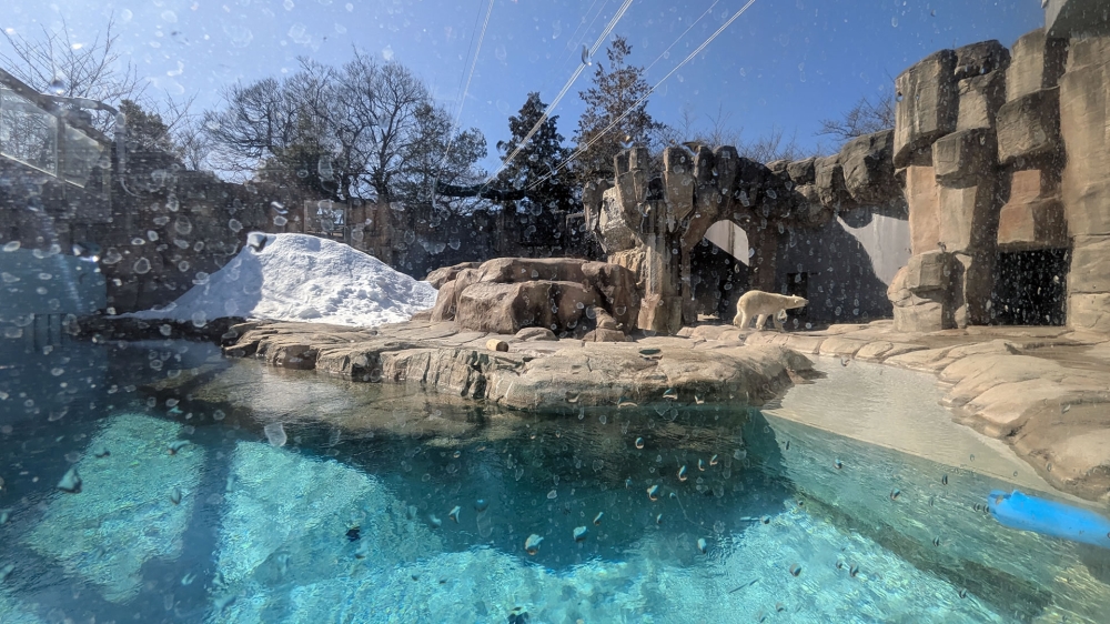 ホッキョクグマ舎