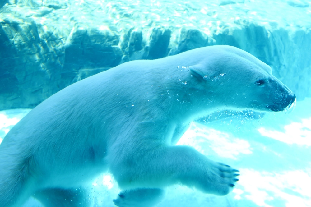 ホッキョクグマの遊泳