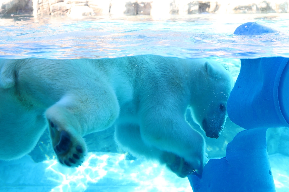 ホッキョクグマの肉球