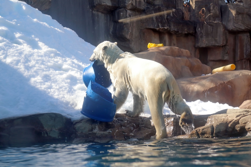 水が滴るホッキョクグマ