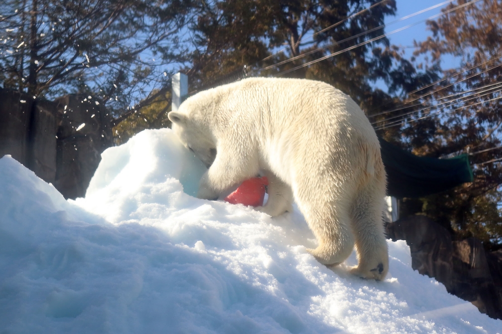 雪を掘るホッキョクグマ