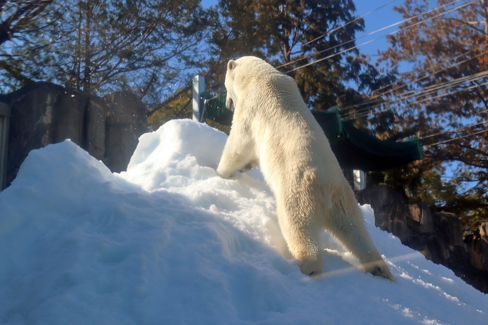 雪を埋めるホッキョクグマ