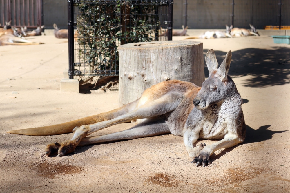 くつろぐカンガルー