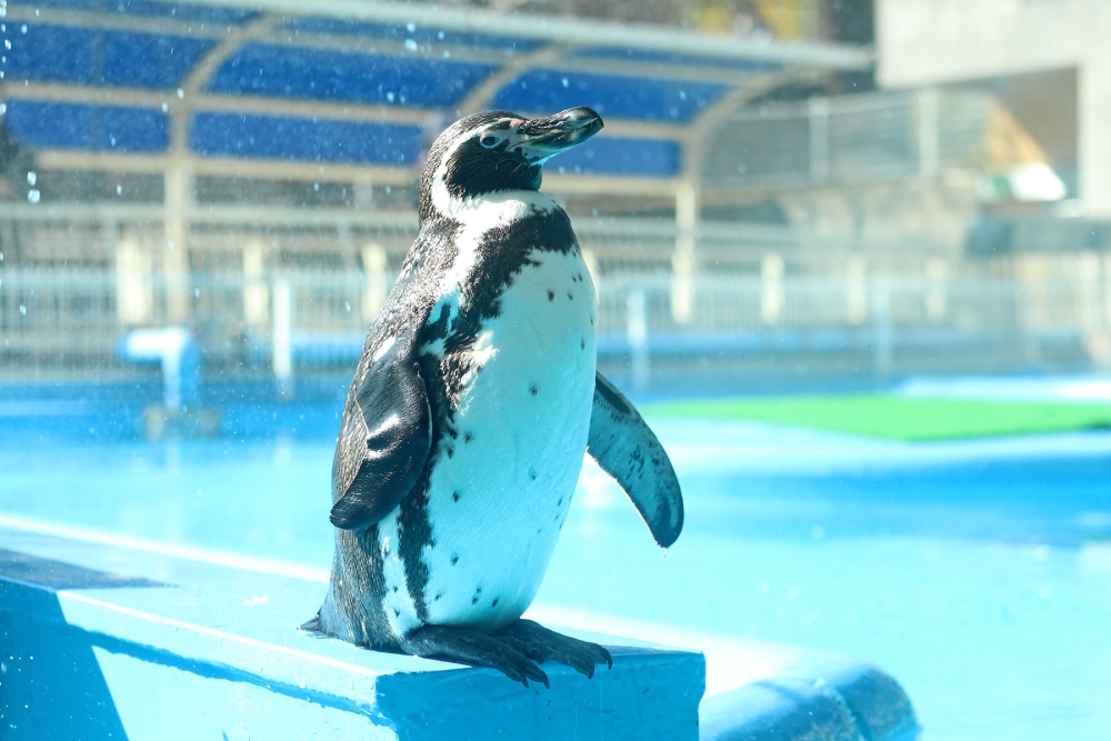 フンボルトペンギン右側