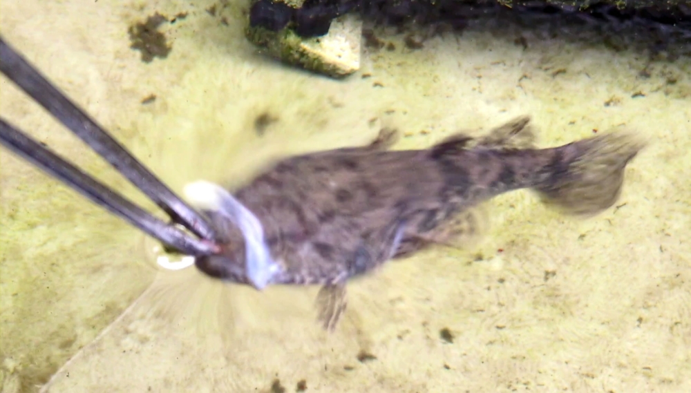 ドンコの餌やり3