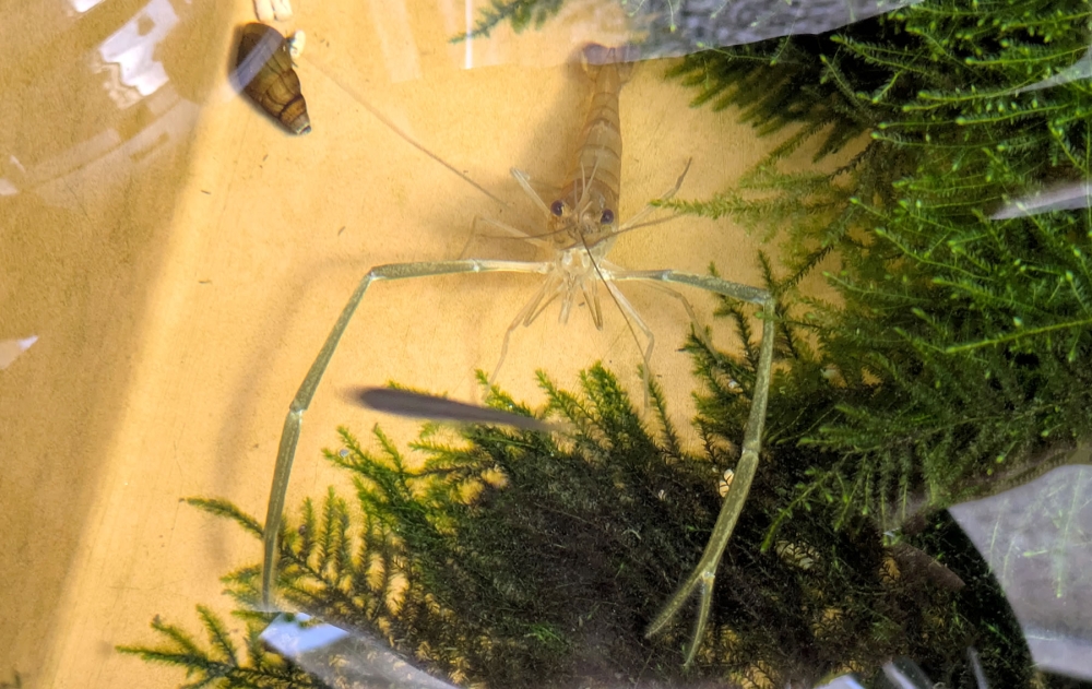 テナガエビ