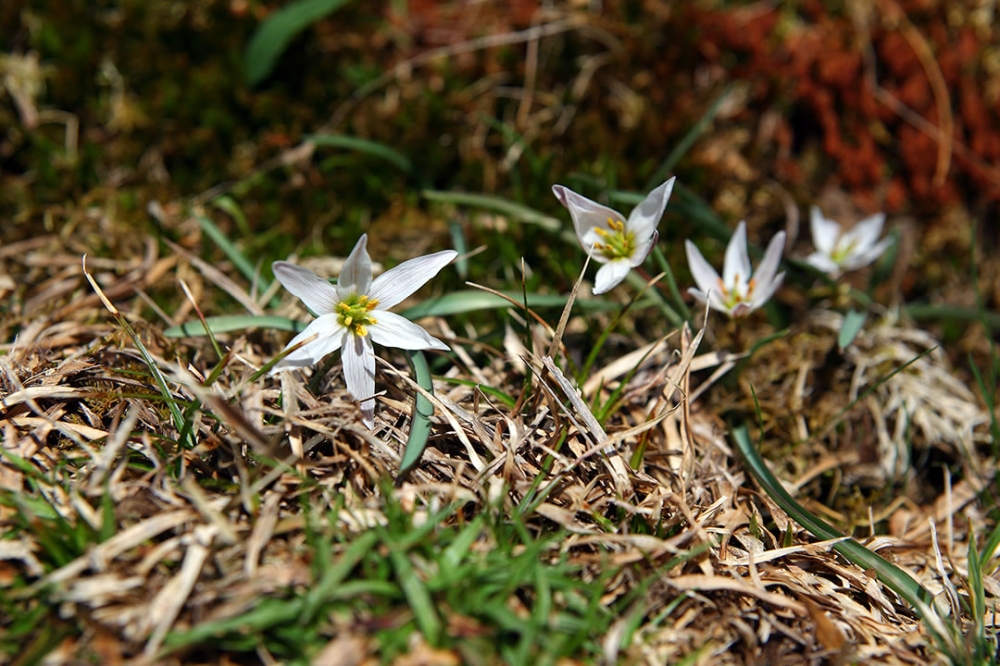 伊吹山頂上付近の花