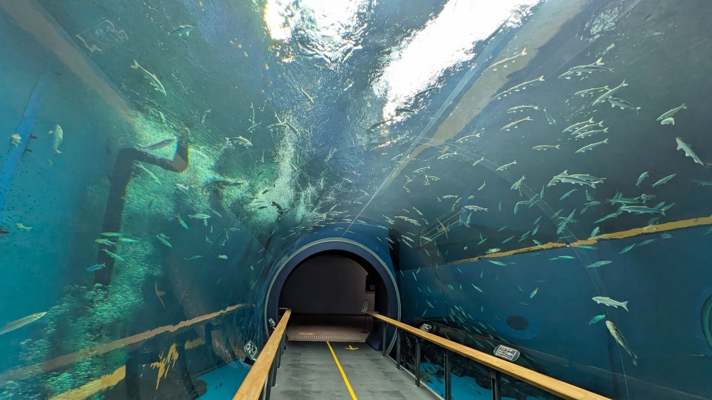 琵琶湖博物館トンネル型水槽