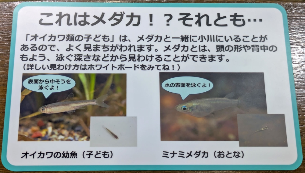 稚魚のオイカワとメダカ