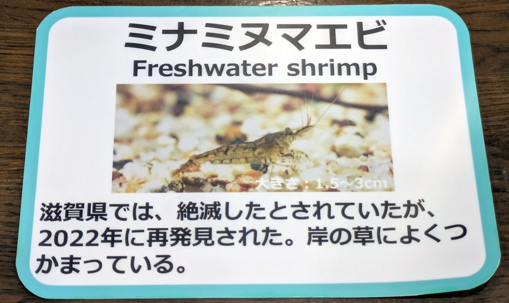 ミナミヌマエビ