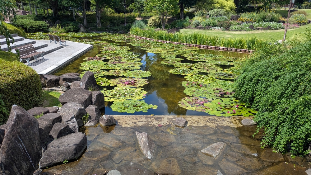 みずの森の池