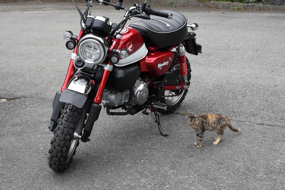 モンキー125と猫