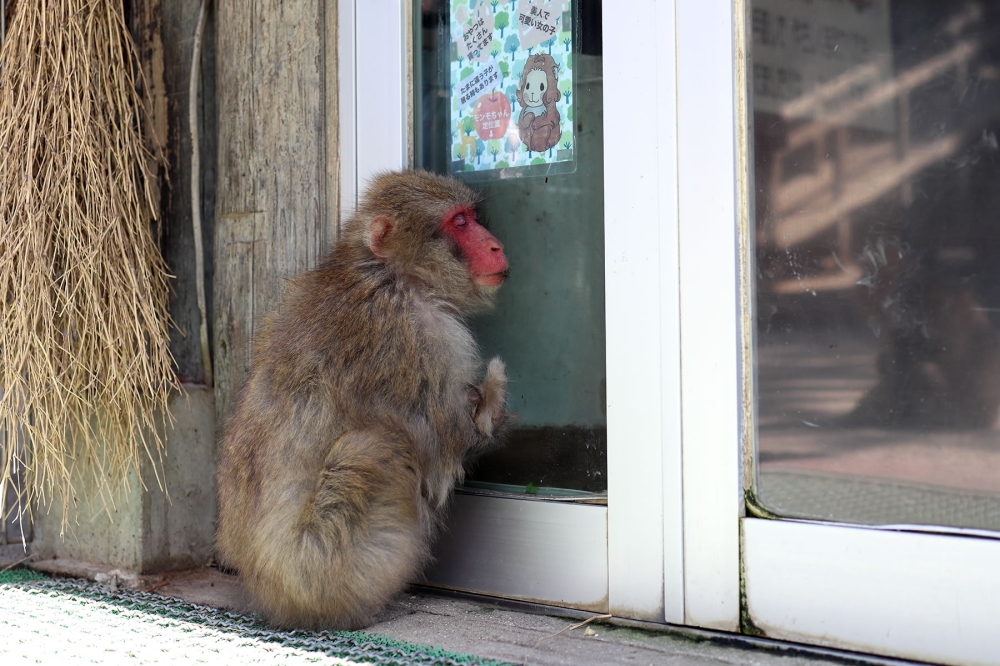 サル7