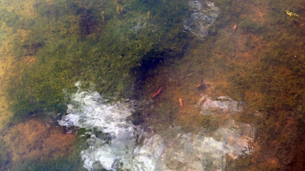 室生山上公園芸術の森のメダカ
