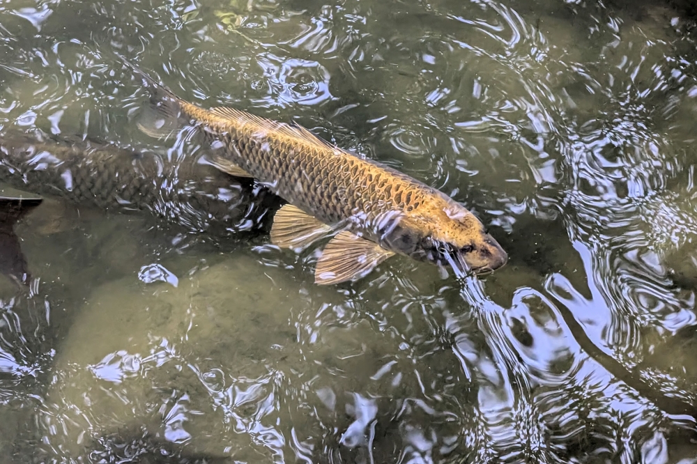 兼六園の人面魚