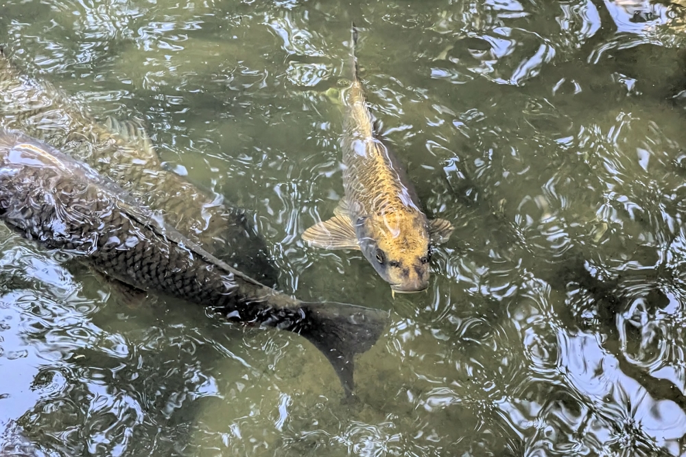 兼六園の人面魚2