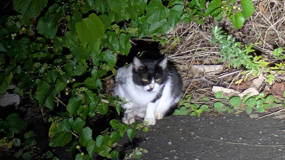 堤防の猫