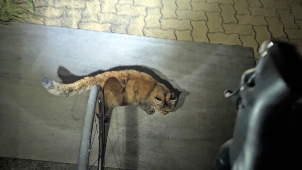 舞洲の猫