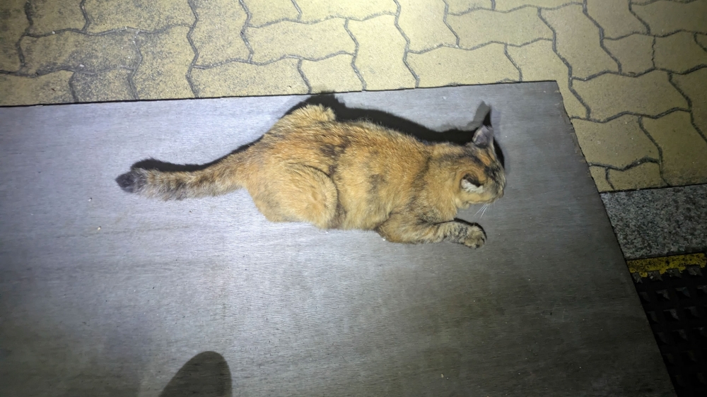 舞洲の猫2