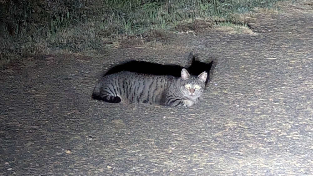 河川敷の猫