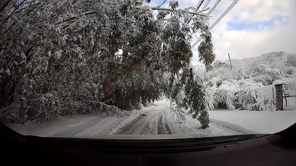 木が垂れ下がった雪道