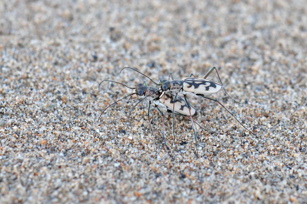 カワラハンミョウ