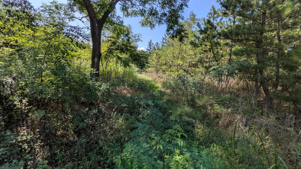 鳥取砂丘の林の中