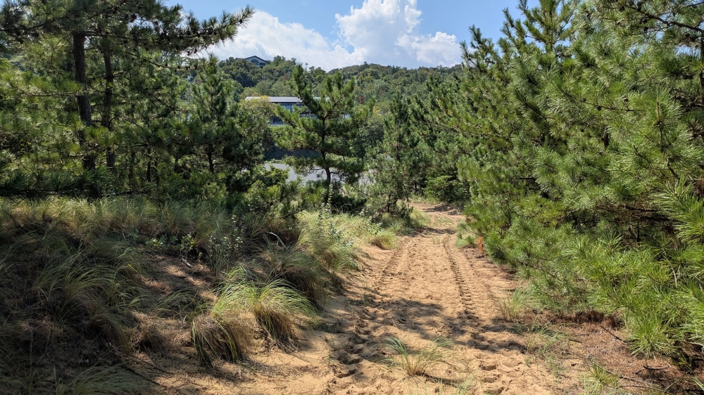 鳥取砂丘の林の中2