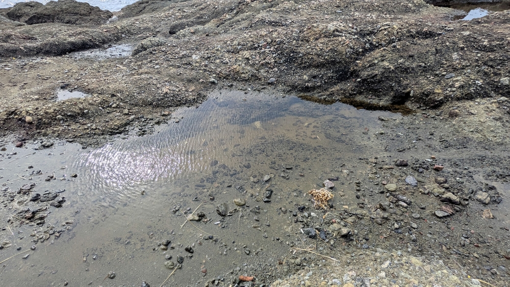 端崎の潮だまり