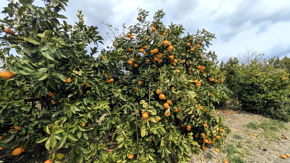 みかん畑