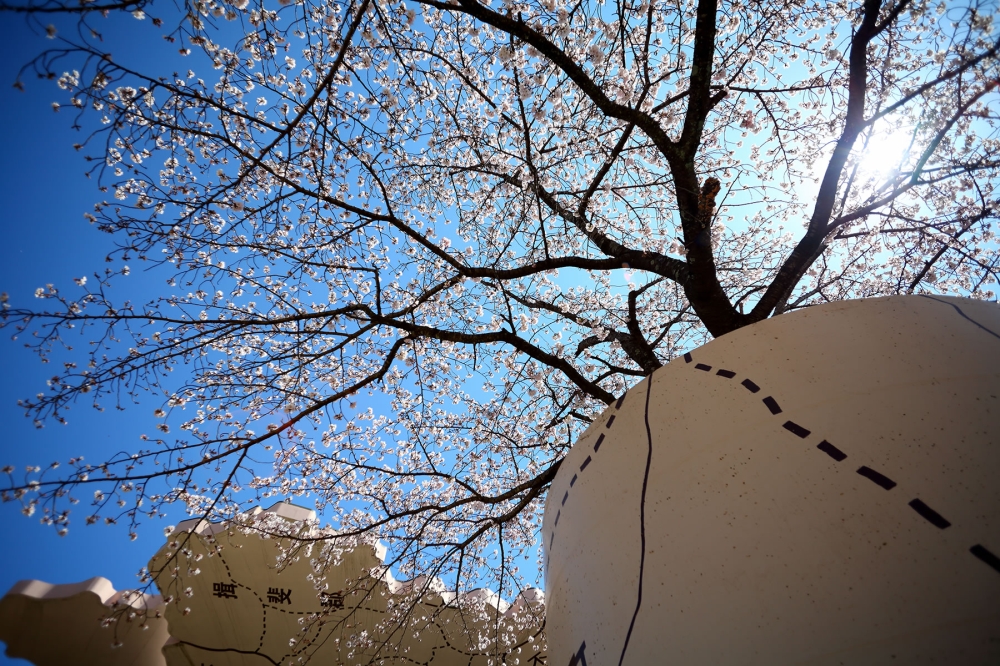 養老天命反転地の桜