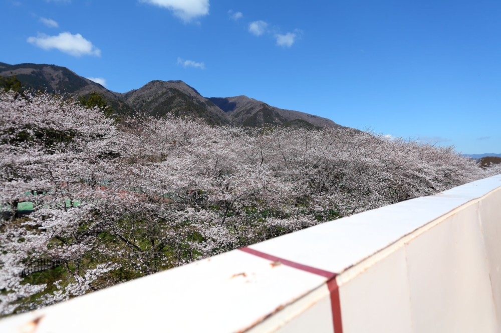 養老天命反転地の桜2