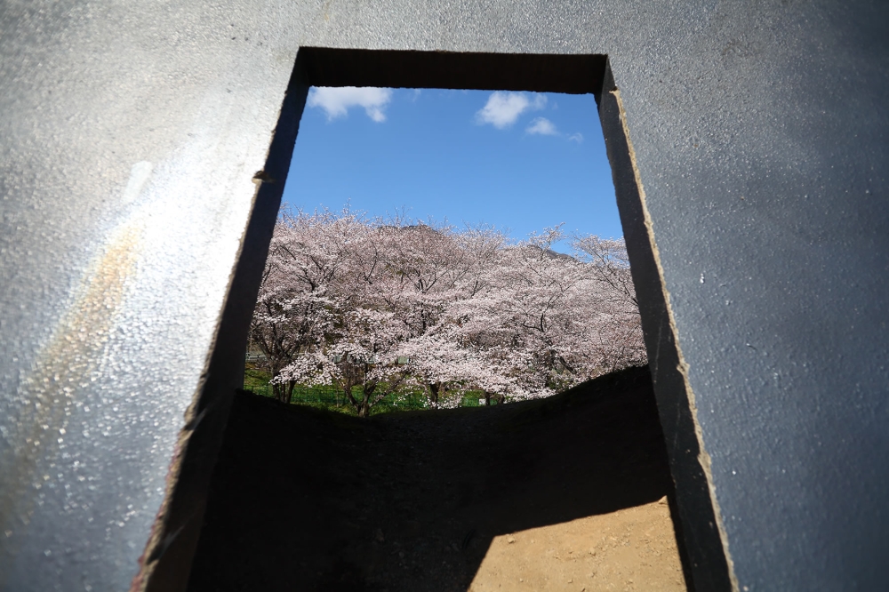 養老天命反転地の桜3