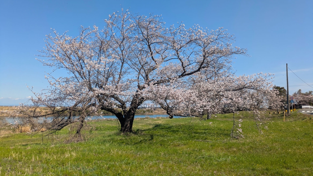 揖斐川の桜