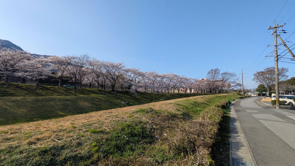 養老公園の桜