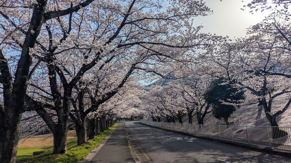 養老公園の桜2